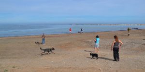 Playa-del-Cagarritar-con-perros-700x466