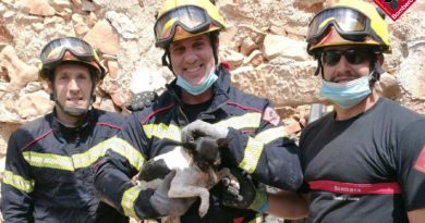 Los bomberos rescatan a un perro de un pozo en Dénia Los bomberos rescatan a un perro de un pozo en Dénia