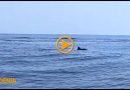 8 ballenas y 2 delfines en la costa de Dénia en menos de una semana