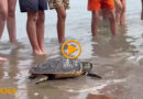 Tres tortugas son devueltas al mar en el Día Mundial de los Océanos