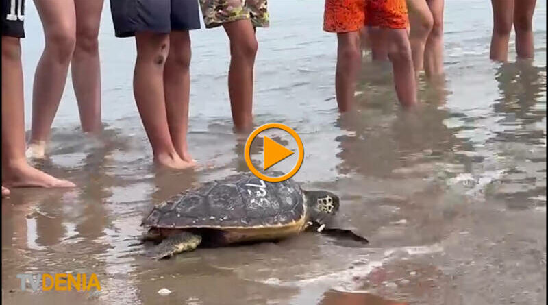 Tres tortugas son devueltas al mar en el Día Mundial de los Océanos