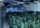 La Guardia Civil detiene en Els Poblets a un hombre por cultivar marihuana en una nave industrial  
