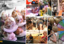 El Figatell Fest arranca la fiesta del 70 aniversario del Mercat Municipal con éxito -vídeo