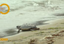 10 tortugas nacidas en las playas de Dénia hace una año regresan al mar