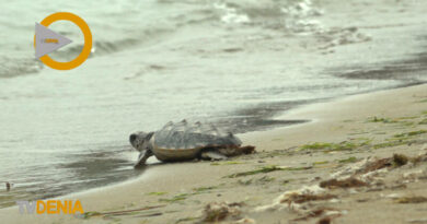 10 tortugas nacidas en las playas de Dénia hace una año regresan al mar 10 tortugas nacidas en las playas de Dénia hace una año regresan al mar