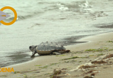 10 tortugas nacidas en las playas de Dénia hace una año regresan al mar