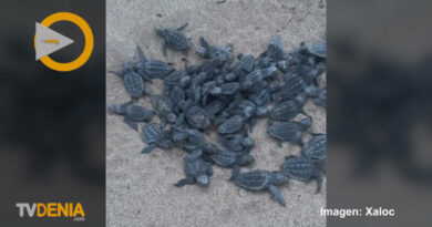 Nacen 48 tortugas de la célebre tortuga Diana