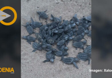 Nacen 48 tortugas de la célebre tortuga Diana