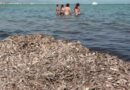 Pepa Font (PP Dénia): «hemos conseguido que la Conselleria modifique el manual de retirada de posidonia tras la indiferencia del gobierno local»