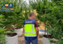 La Policía Nacional desmantela en Ondara una plantación de marihuana con plantas de más de un metro de altura en su interior