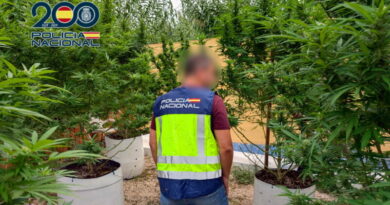 La Policía Nacional desmantela en Ondara una plantación de marihuana con plantas de más de un metro de altura en su interior