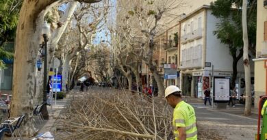 El lunes empieza la poda de los árboles de la calle Marqués de Campo