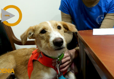 Adopción de mascotas y el trabajo incasable de APAD