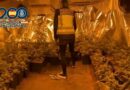 La Policía Nacional desmantela una plantación indoor de marihuana  en Pedreguer