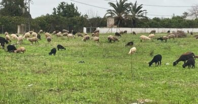 Xàbia recupera el pastoreo tradicional para proteger el Montgó del fuego