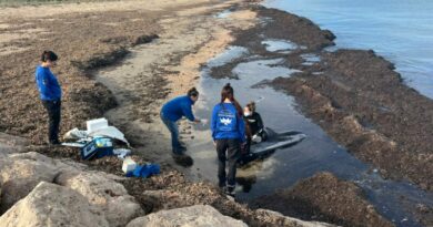 Rescate de un delfín varado en la playa de Les Marines