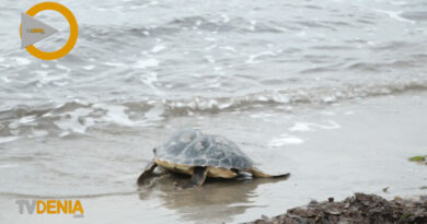 Dénia libera en la playa de Punta del Raset a las tortugas marinas ‘Costa’ y ‘Rica’