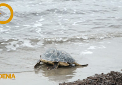 Dénia libera en la playa de Punta del Raset a las tortugas marinas ‘Costa’ y ‘Rica’