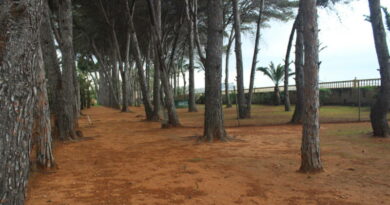 Tres mil metros cuadrados de pinada en el Marge Roig pasan a ser zona verde municipal