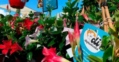 Más de 600 dipladenias llenarán Dénia este verano Más de 600 dipladenias llenarán Dénia este verano