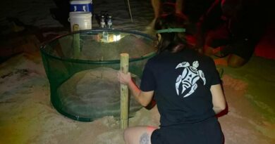 Diana vuelve a casa: la tortuga boba regresa a Dénia por tercer año consecutivo