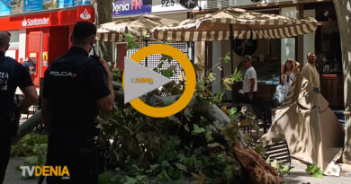 Una gran rama cae en Marqués de Campo y provoca un gran susto entre vecinos y visitantes de Dénia Una gran rama cae en Marqués de Campo y provoca un gran susto entre vecinos y visitantes de Dénia