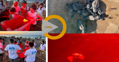 Nacen las primeras tortugas de Diana y eclosionan otras no identificadas en la playa de Les Deveses Nacen las primeras tortugas de Diana y eclosionan otras no identificadas en la playa de Les Deveses