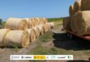 La campaña de recuperación de paja de arroz de la marjal de Pego-Oliva supera sus resultados previos