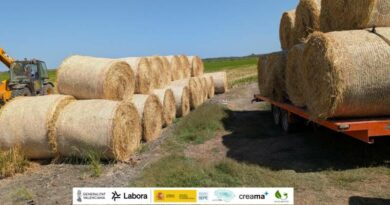 La campaña de recuperación de paja de arroz de la marjal de Pego-Oliva supera sus resultados previos