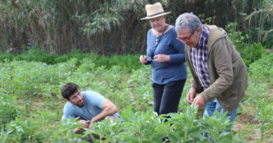 Benitatxell impulsa la formación agrícola para consolidar el futuro de la ‘fava poblera’