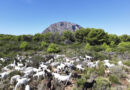 Xàbia apuesta por las cabras para controlar el terreno forestal