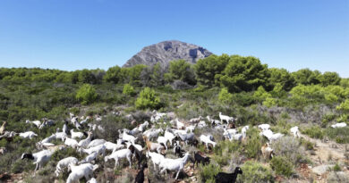 Xàbia se llena de cabras para controlar el terreno forestal